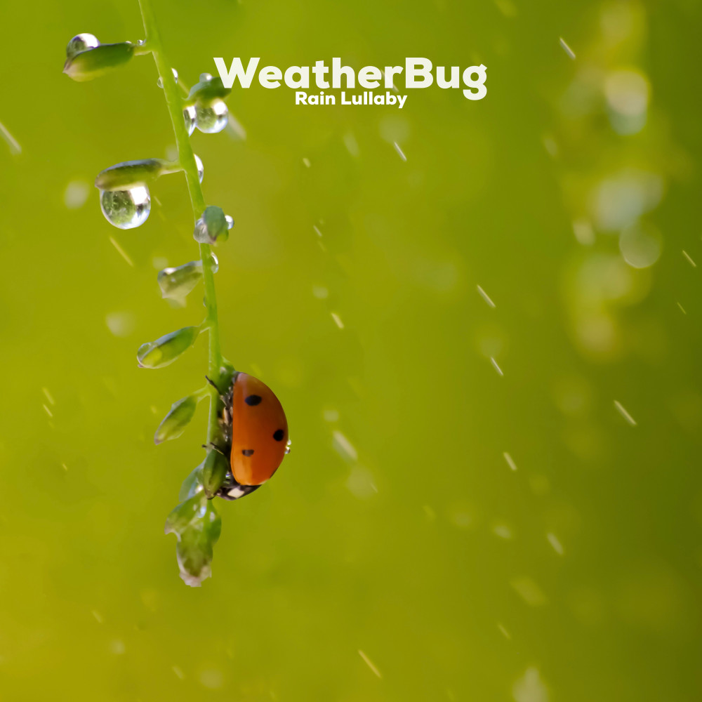 Happy Rain