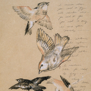 ดาวน์โหลดและฟังเพลง Like a Bird พร้อมเนื้อเพลงจาก Phillip Larue