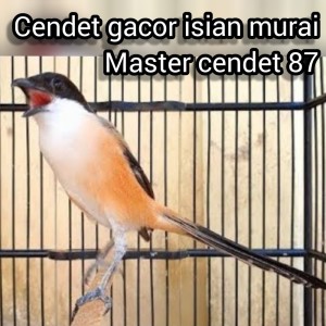 收聽Master cendet 87的Cendet Gacor Isian Murai (Live)歌詞歌曲