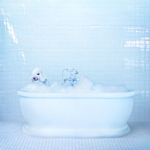 ดาวน์โหลดและฟังเพลง Bus Bus Train Train พร้อมเนื้อเพลงจาก Frankie Cosmos