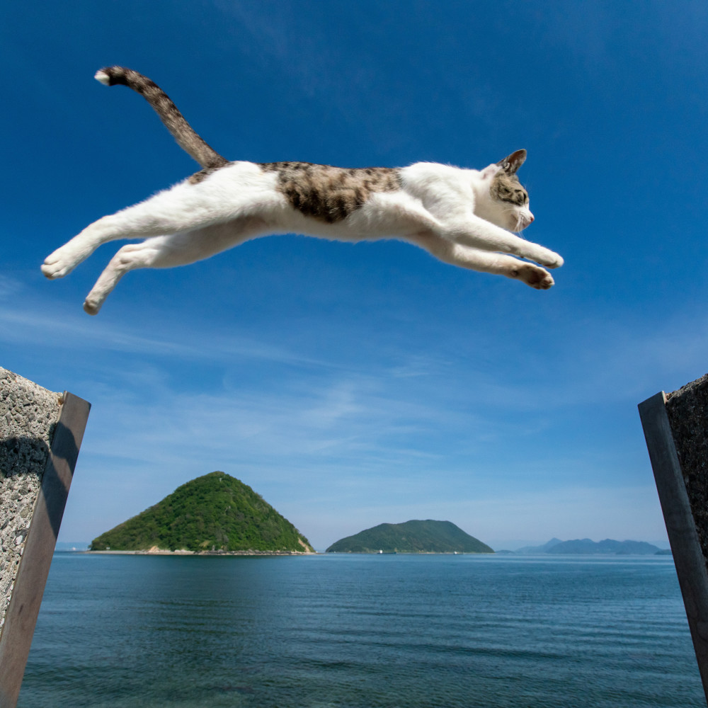 Ocean Waves for Siamese