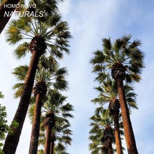 Album Naturals from Homo Novo