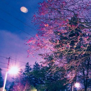 Listen to Midnight song with lyrics from Sinapse