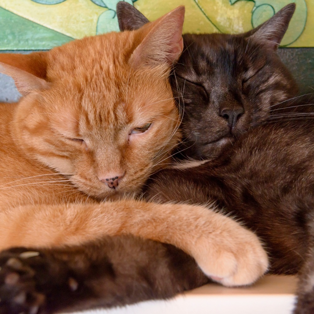 Gentle Sounds for Pet Peace