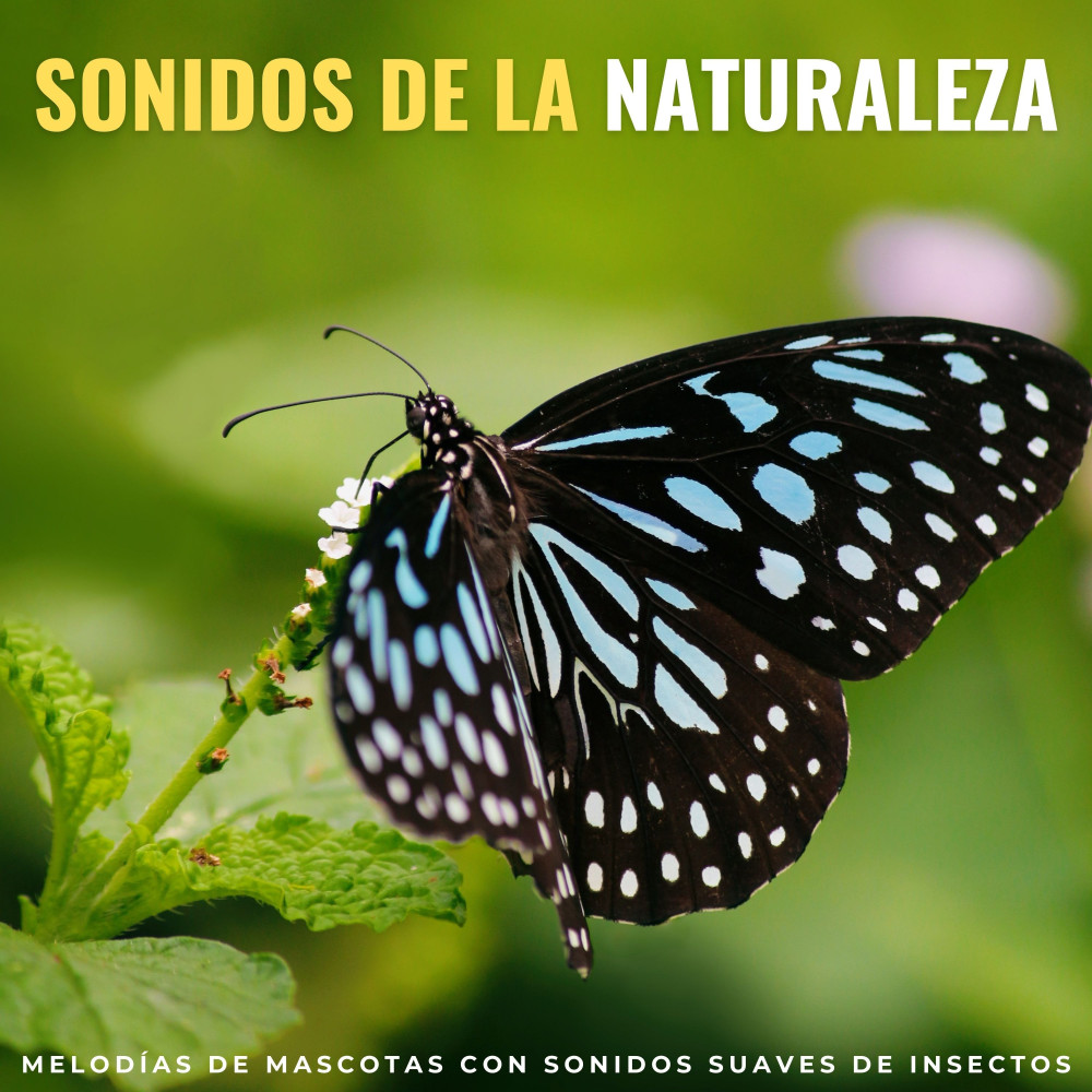 Naturaleza Tranquila