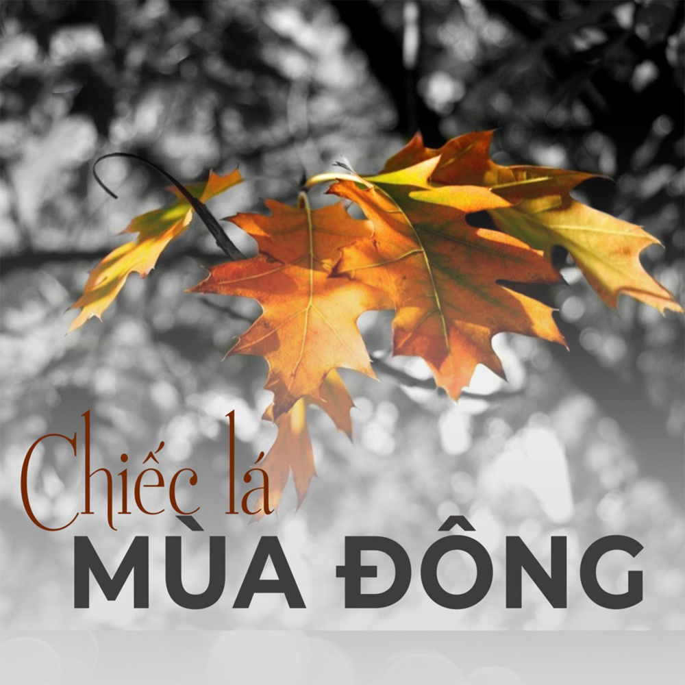 Triệu đóa hoa hồng