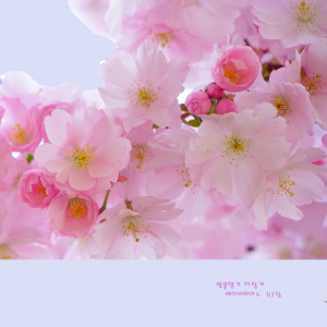Album 아기에게 들려주는 이 봄날의 벚꽃향기와 같은 아름다운 힐링자장가 from 베이비피아노