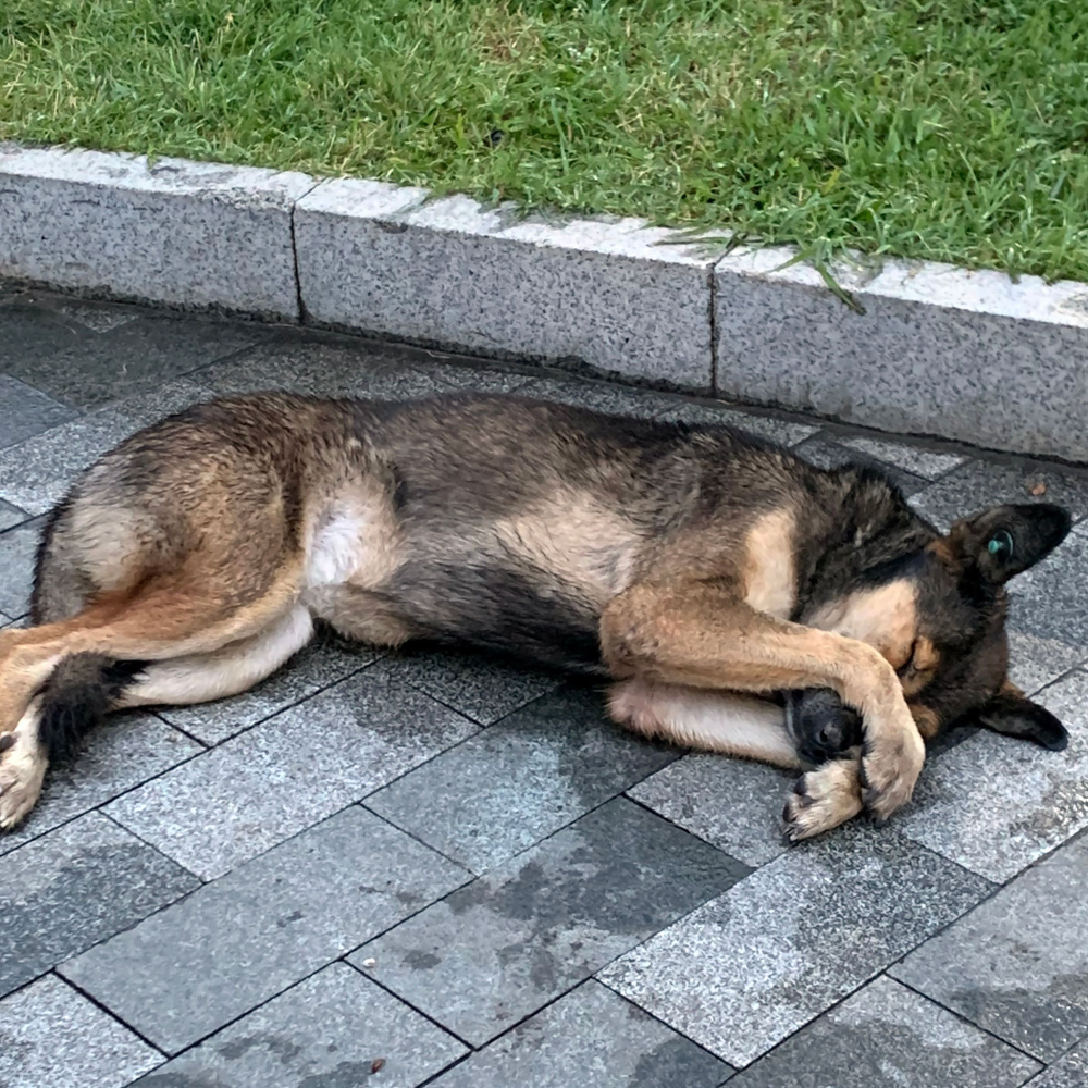 Rainy Melodies Tuck in Dogs