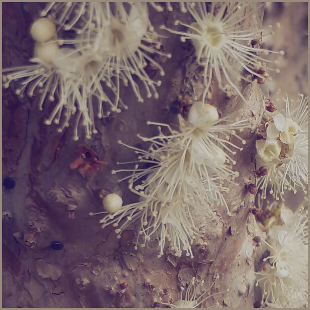 Jabuticaba