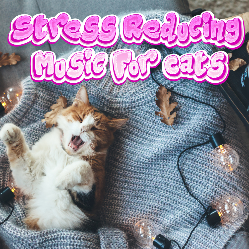 Relaxing Kitten Music