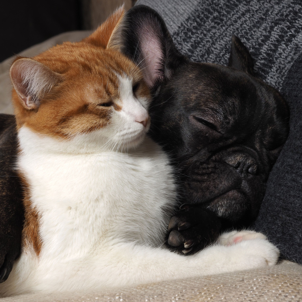 Showers Cradle Pet Dreams