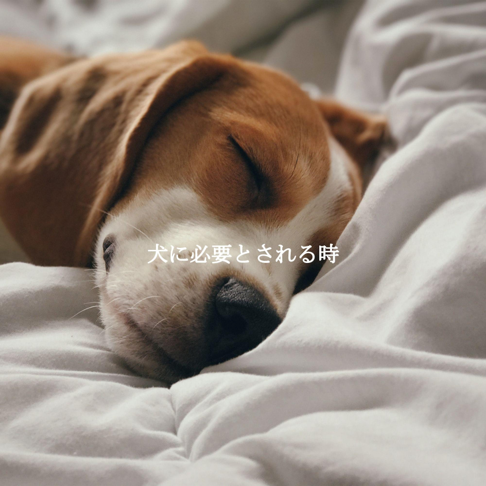 Stellar Ambiance for Dreamy Dreamers