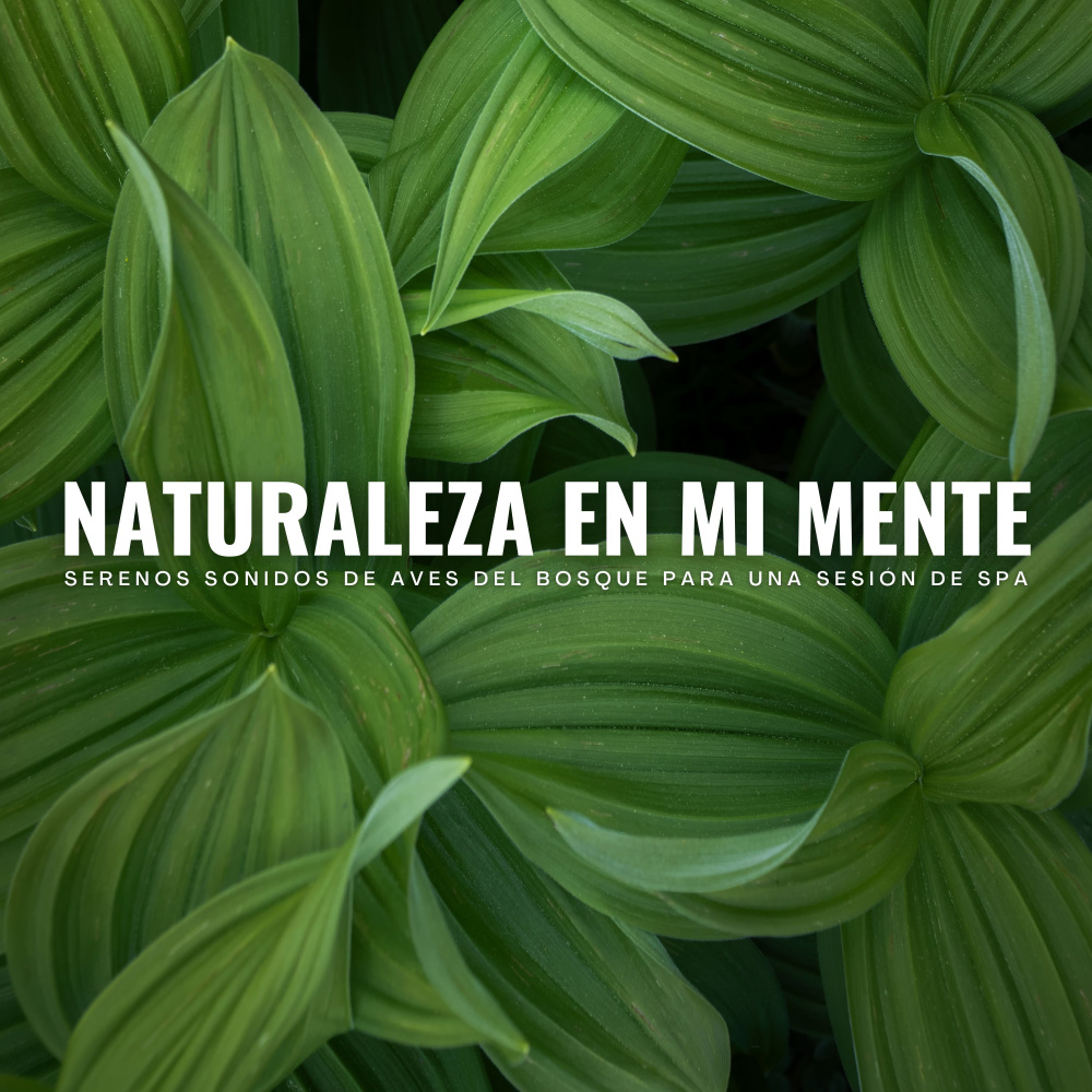 Naturaleza De Relajación