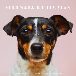 Album Serenata De Lluvias Relajantes: Sonidos Relajantes Para Perros Felices oleh 유비아