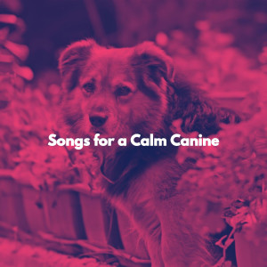 Smooth Jazz Lounge的專輯Songs for a Calm Canine