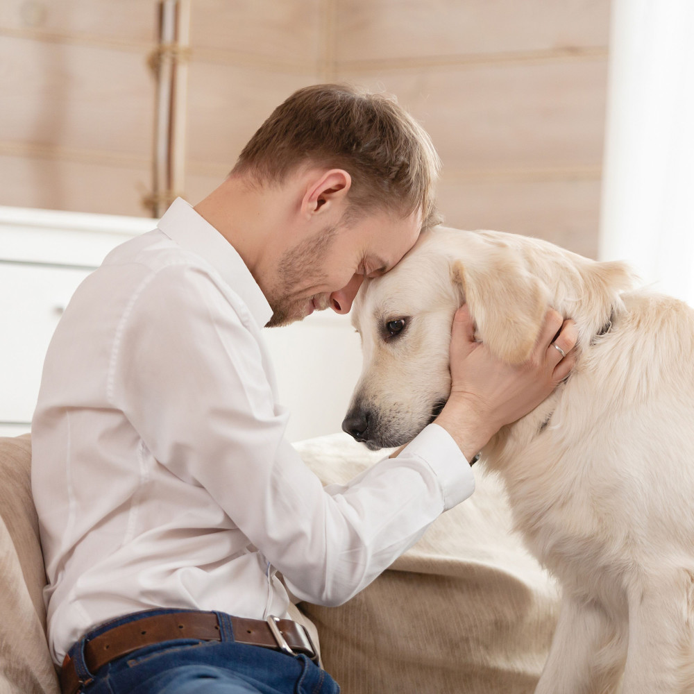 Serenades Comfort Dog Stimulates