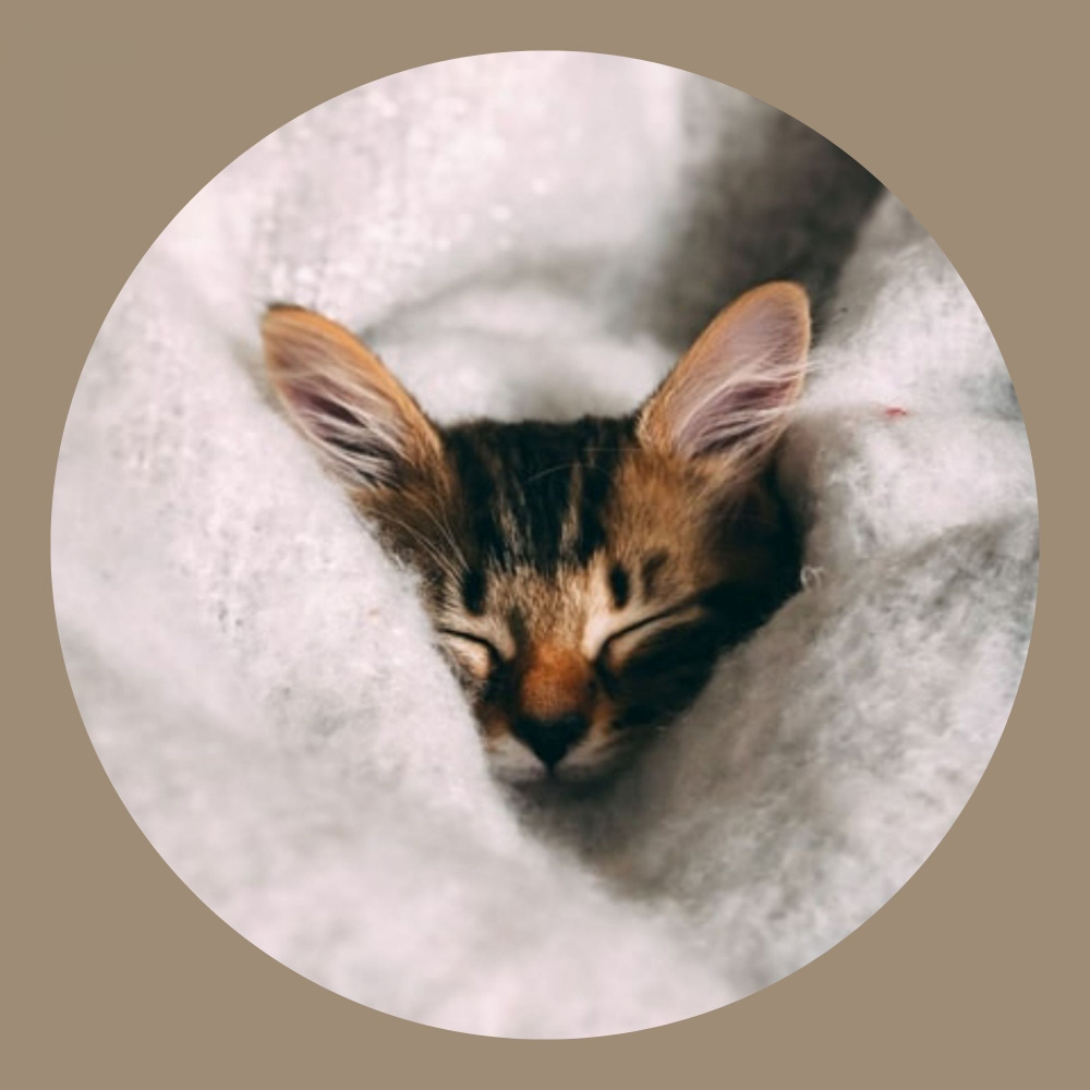 Joyful Ambience for A Quiet Cat