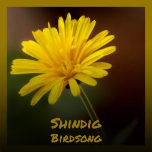 Listen to Shindig Birdsong song with lyrics from Marl Reiven