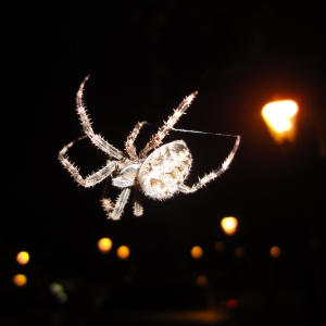 收聽Anuka Kipshidze的Oboba (Explicit)歌詞歌曲