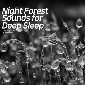 Listen to 부드러운 밤의 빗소리 Gentle Night Rain song with lyrics from 힐링 네이쳐 Nature Sound Band