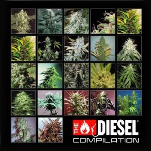 ดาวน์โหลดและฟังเพลง Okie Doke ft. hittman, stuntman (Explicit) พร้อมเนื้อเพลงจาก THE DIESEL COMPILATION
