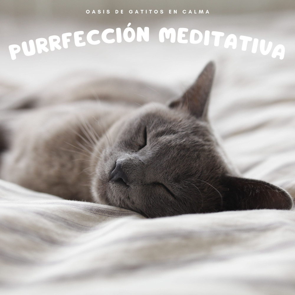 Serenidad Zen Felina
