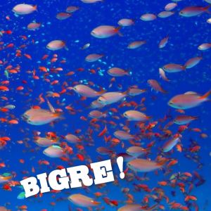 Listen to Beat the Big Fish song with lyrics from Bigre!