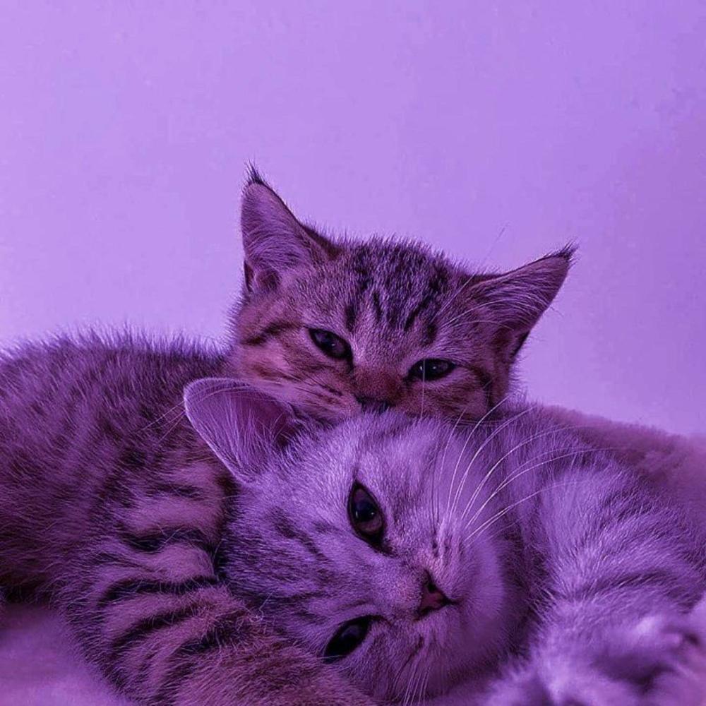 CATS (Jersey Club)