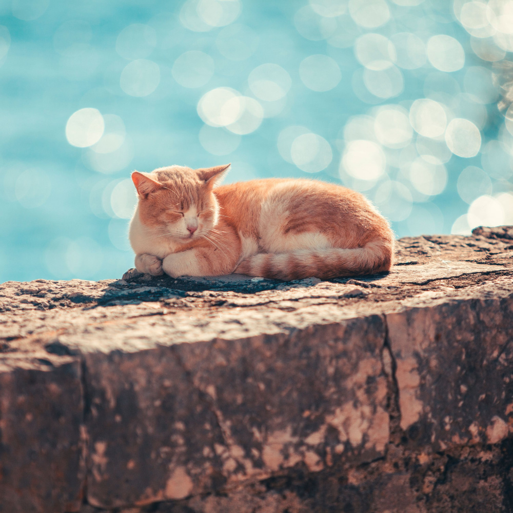 Balance In The Cat's Rest
