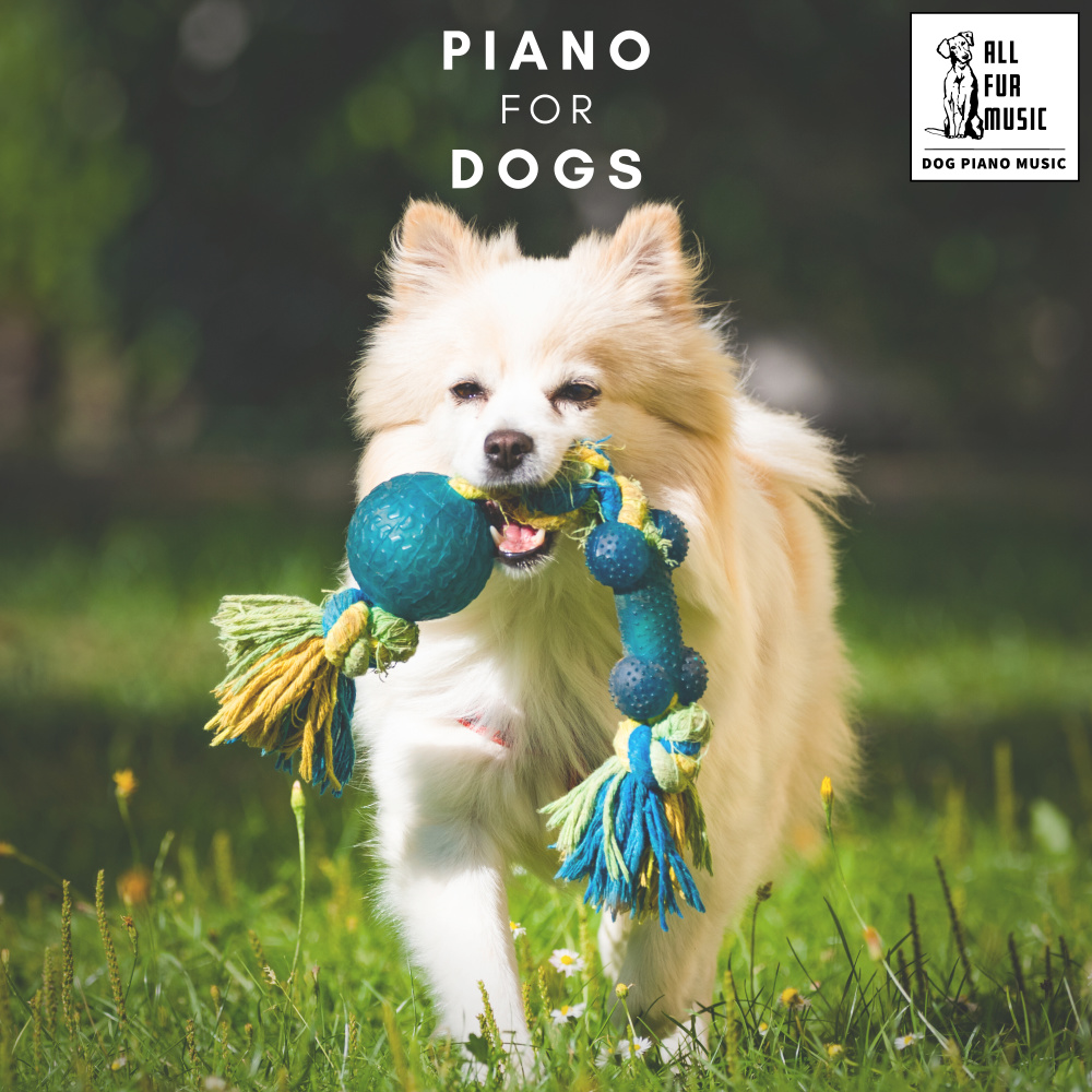 Purrfect Piano Etudes
