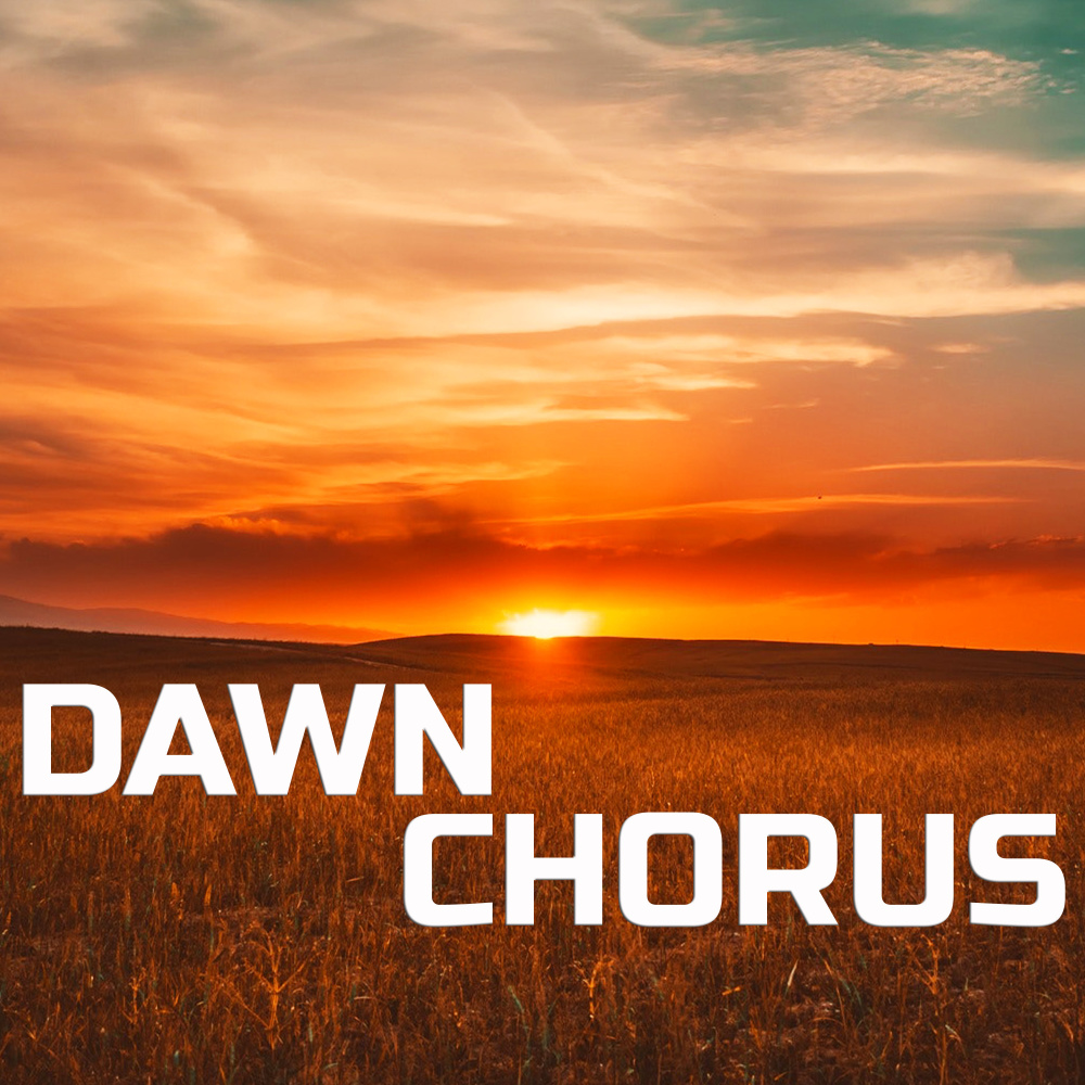 Soothing Dawn Chorus Sound