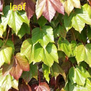 Listen to Food (Instrumental) song with lyrics from Michiru Aoyama