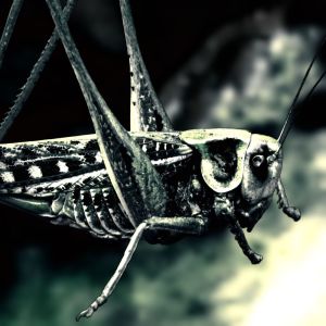 Firefly的專輯Grasshopper