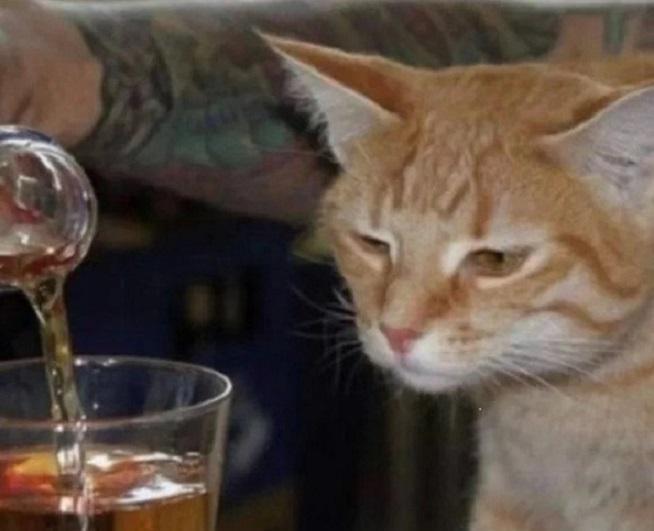 catti