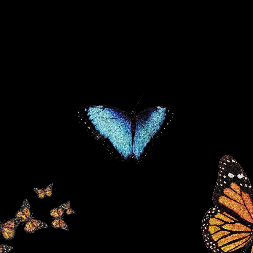 butterflies