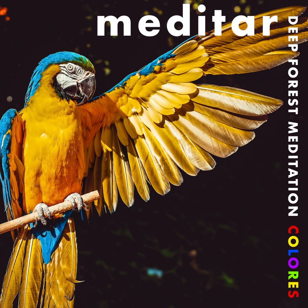 Deep Forest Meditation Colores