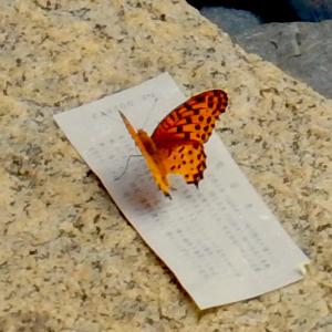 收听Matteo Franchi的Futile Attempt To Explain The Inexplicable歌词歌曲