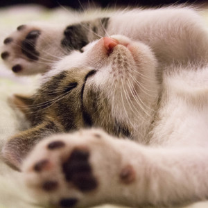 Dengarkan Healing Gift lagu dari Deep Sleep dengan lirik