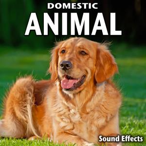收聽Sound Ideas的Pet Store Ambience with Budgie Birds and Canaries Chirping and Chattering歌詞歌曲