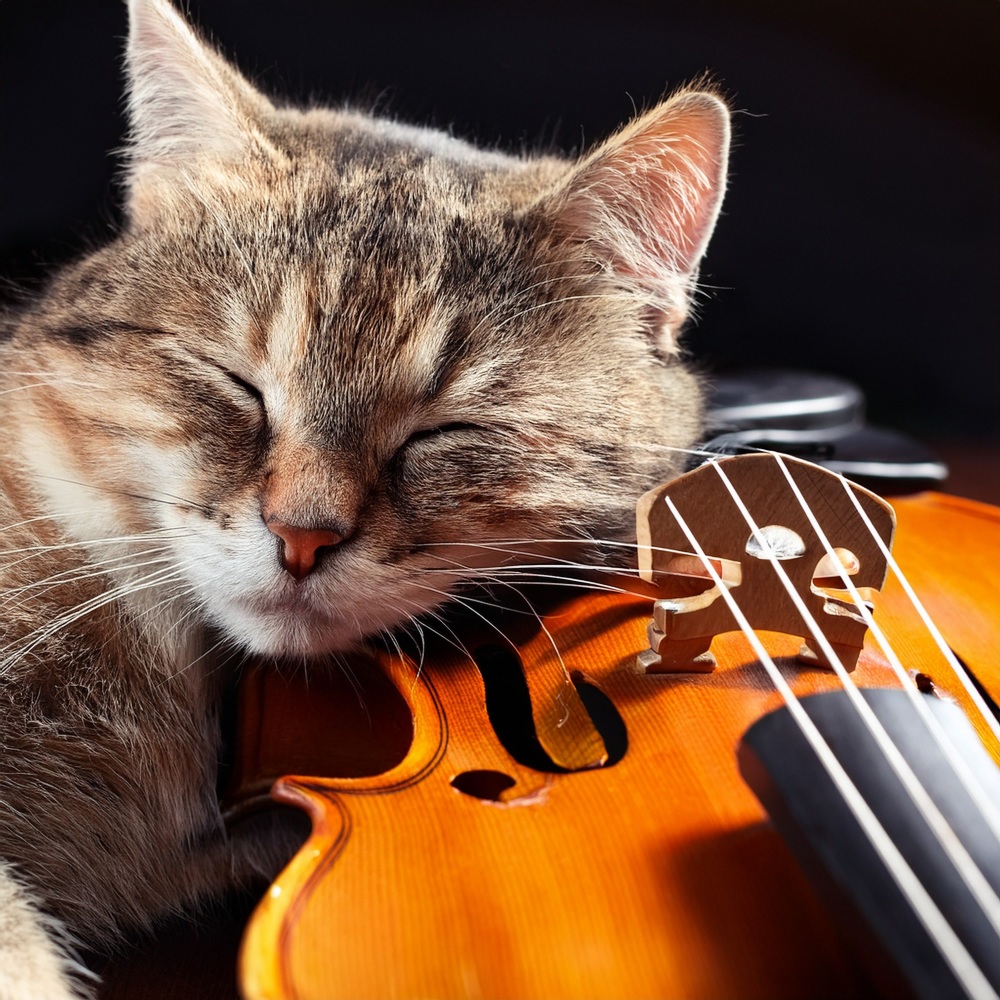 The Gentle Purring