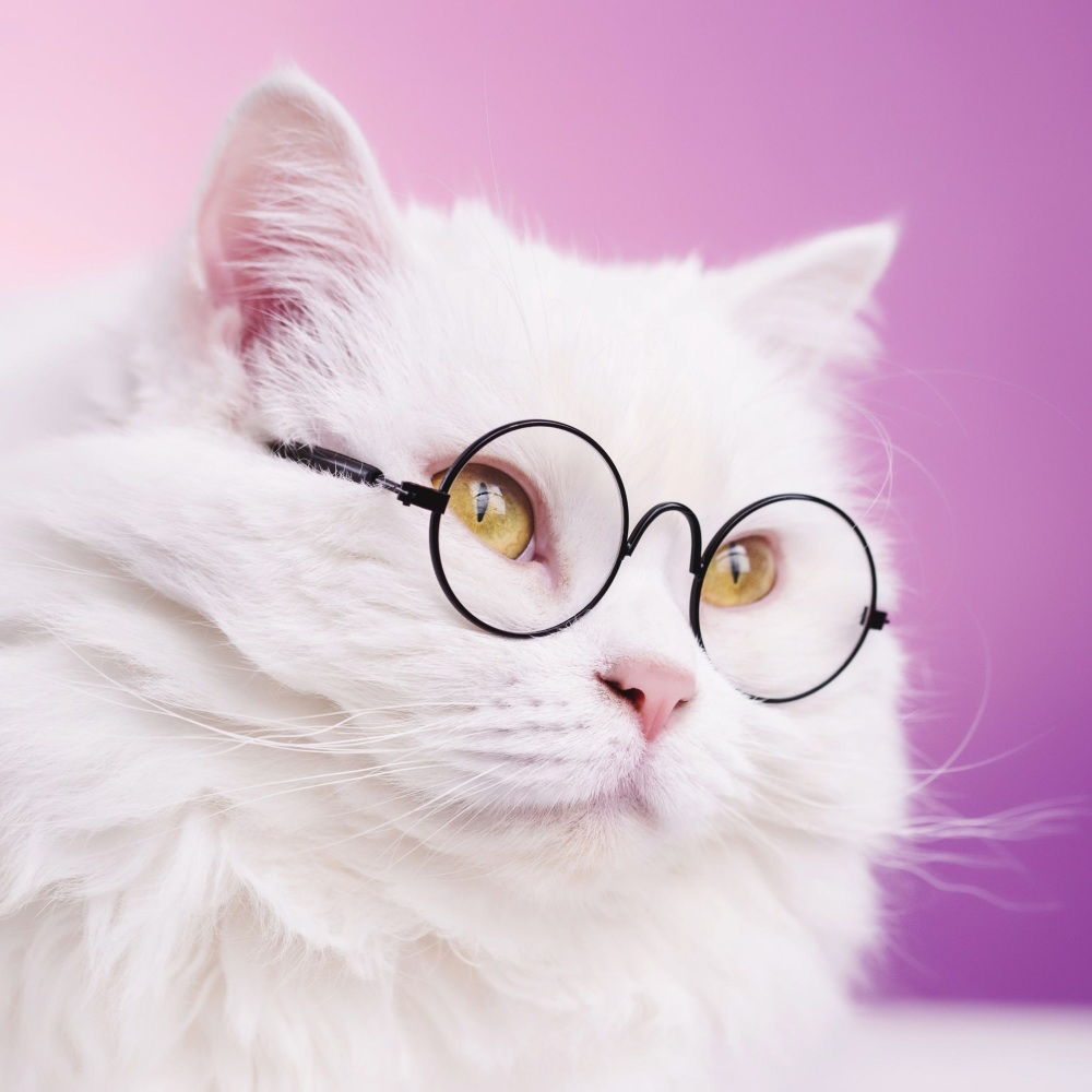 Serene Cat Music for Calm