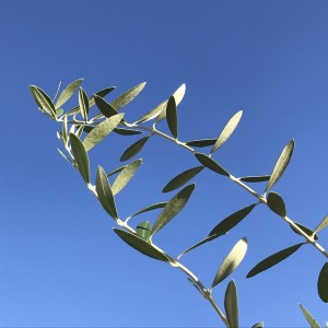 Listen to 家族みたいに一心同体 song with lyrics from The Boy