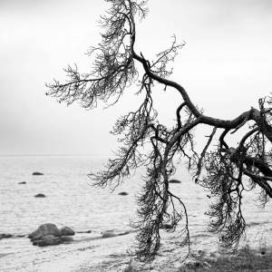 Sold Out的專輯rooted