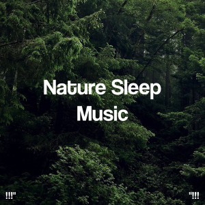 Dengarkan Insect Sounds Near The River Bed For Sleep lagu dari Deep Sleep dengan lirik