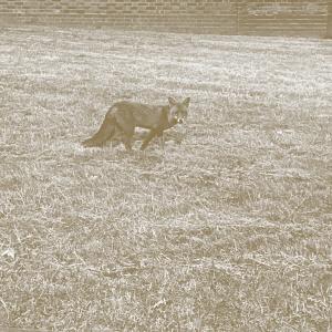 收聽SSIEGE的Corpo Libero歌詞歌曲