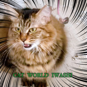 cat world iwashi