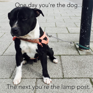 收聽One day you're the Dog...The next you're the lamp post的Sun Don't Shine歌詞歌曲