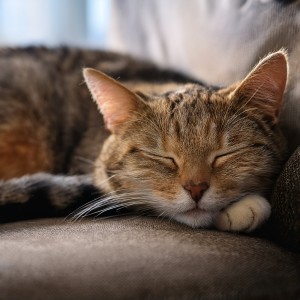 Lista de reproducción para la cena的專輯Serenata Felina: Melodías Orquestales Para La Relajación Y Serenidad De Los Gatos