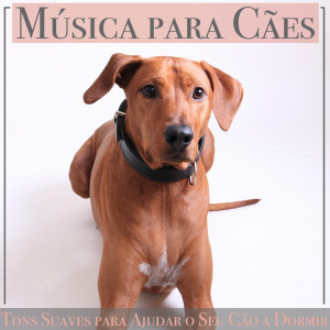 Album Música para Cães: Tons Suaves para Ajudar o Seu Cão a Dormir oleh Puppy Music Therapy
