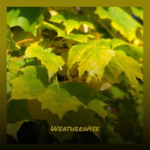 Album Weatherwise from Various
